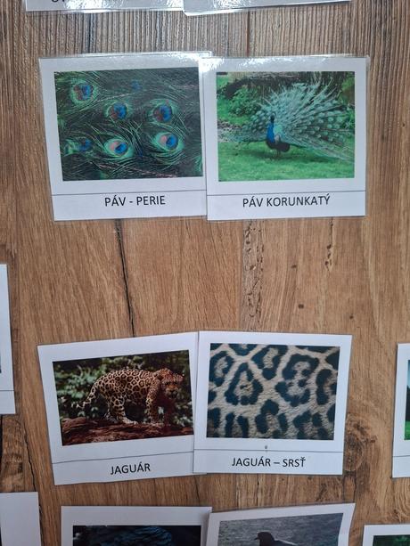 Kartičky - zvierata a ich srst/perie/pancier/supin, 