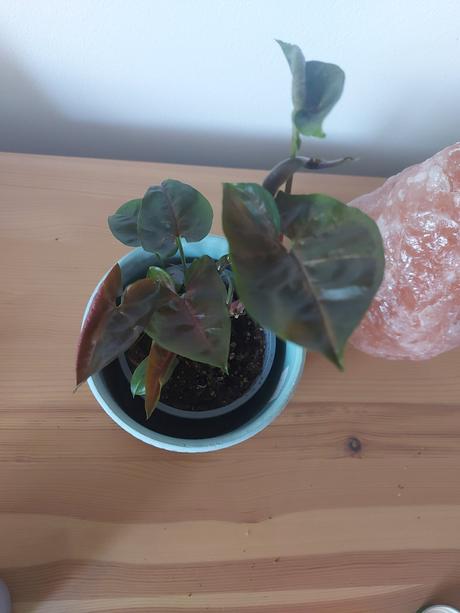 Syngonium maria - 2 veľkosti,