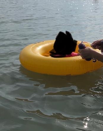 Žlté unisex plávacie koleso do 11 kg, 