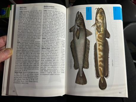 Kniha morské ryby, 