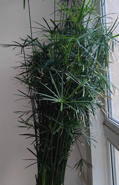 Šáchor vysoký 2 m rozrastený, 