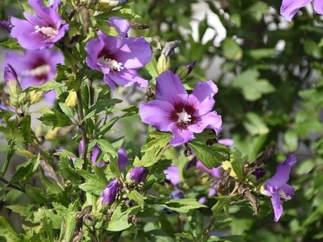 Ibišek mladé rastlinky, 