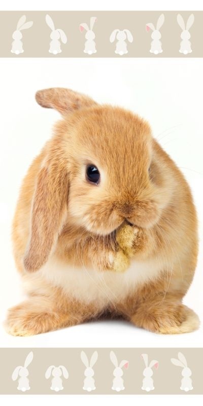 Osuška králiček hnedý 70/140,