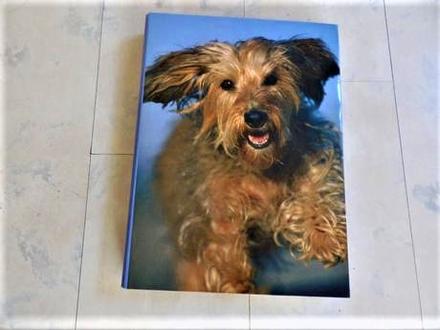 Box/školské dosky so psíkom a4, 