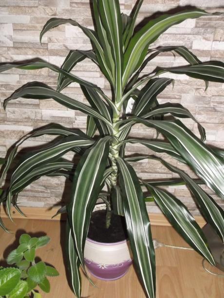 Dracena, rýmovník, lopatkovec, 
