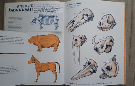 Ci je to kostra nova, 