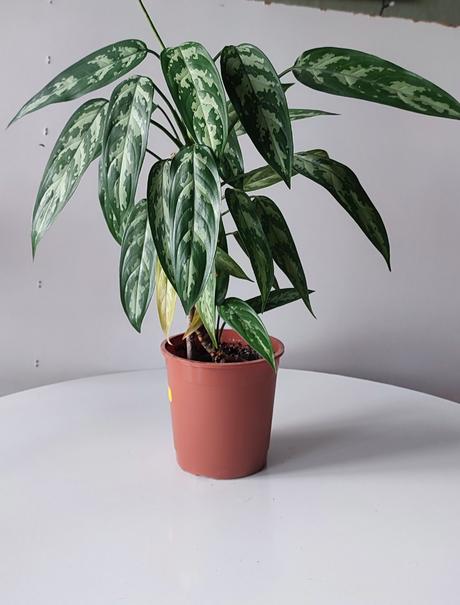 Aglaonema, 