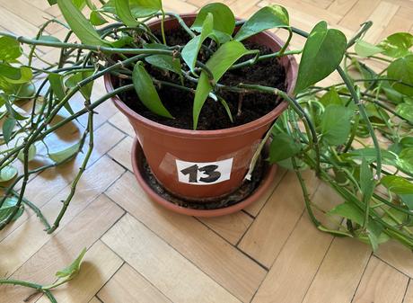 Predám rastlinu epipremnum aureum č.13,