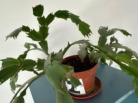 Vianočný kaktus (schlumbergera) izbová rastlina, 