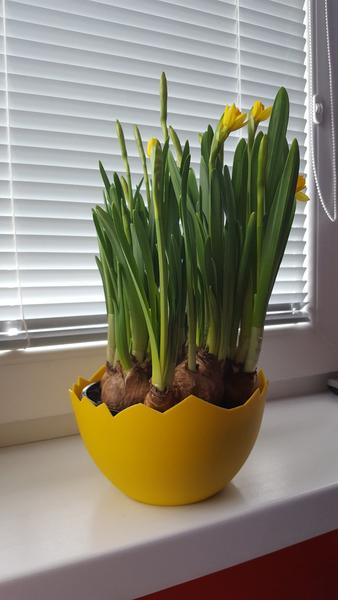 Kedy zasadiť narcisy do záhrady?