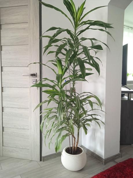 Dracena, 