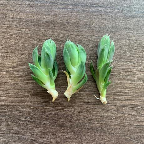 Rastlinky / sukulenty, 