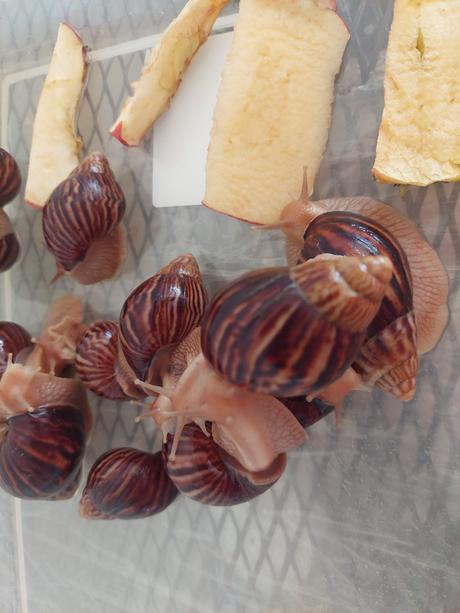 Africký slimák lissachatina, 