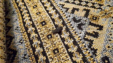 Merezhka urre 6, natibaby