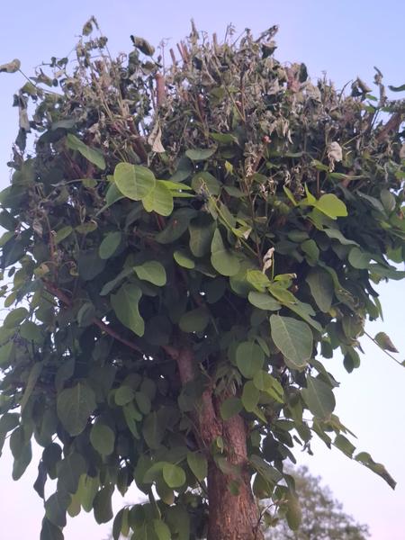 Prečo začínajú listy agátu schnúť?