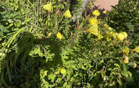 Pupalka veľkoplodá -oenothera macrocarpa - semená,