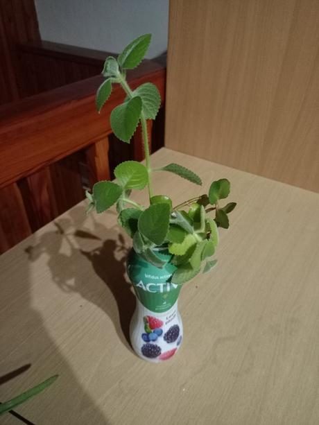 Kvety - aloe vera, nadchovník,