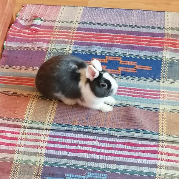 Darovanie zajačika s výbavou do dobrých rúk