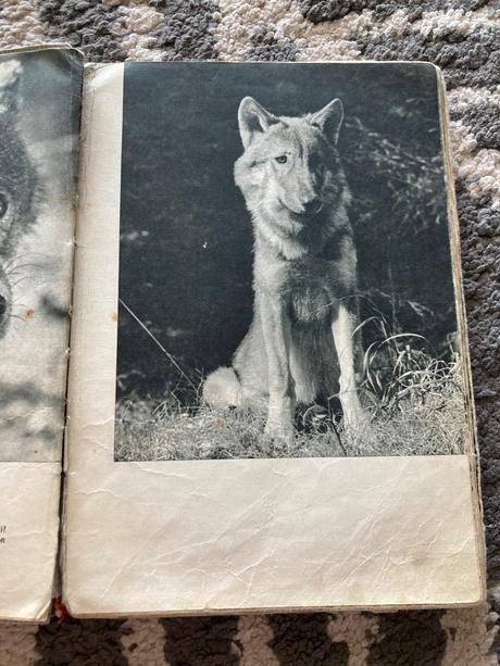 Sivá vlčica jaroslav holeček (1968), 