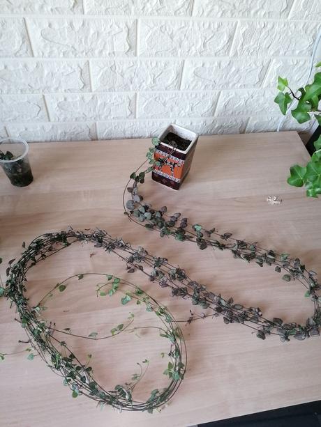 Izbové rastliny / kvety, 