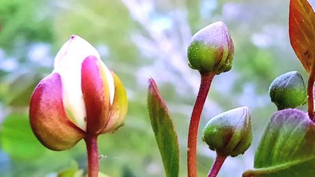 Kapara trnitá 11 ročné rastliny v črepníkoch, 