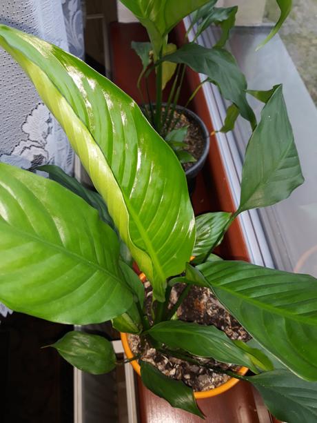 Lopatkovec  rastlinky, 