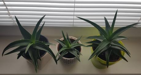 Celorocne izbove sukulenty - neprave aloe,