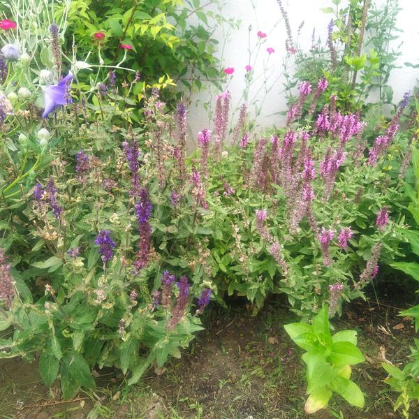 Treba strihať šalviu?