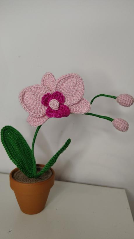 Háčkovaná orchidea, 