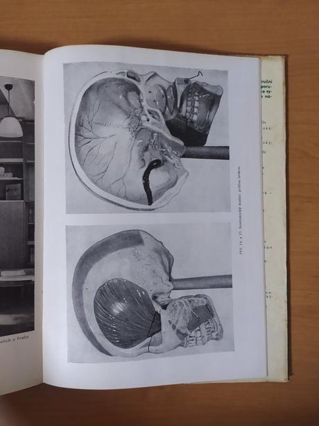 Metodika prírodopisu (1964), 