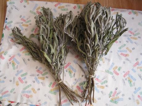 Šalvia lekárska--2018,