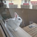 niekomu sadaju na parapety vtaky niekom