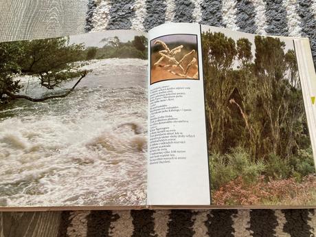 Lev nie je kráľom zvierat-prvé vyd.1981, 