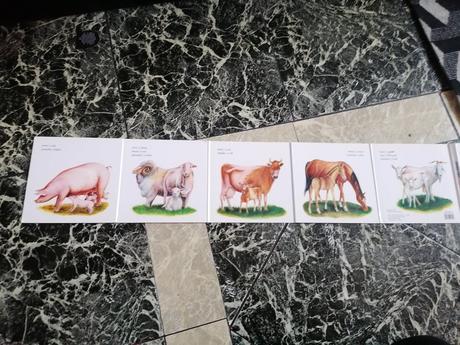 Domáce zvieratká po anglicky, 