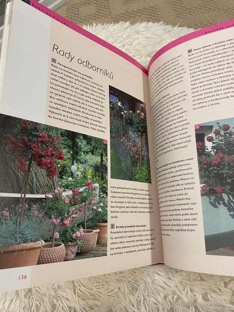 Ruže pre každého robert markley kvety ruža,