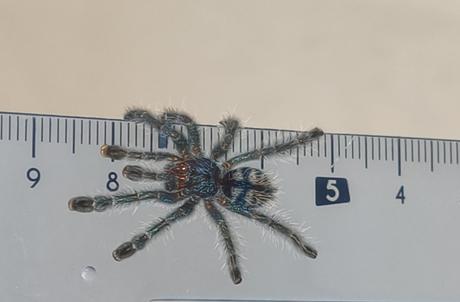 Caribena versicolor,