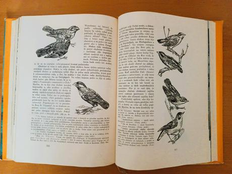 Charles darwin - cesta okolo sveta (1960), 