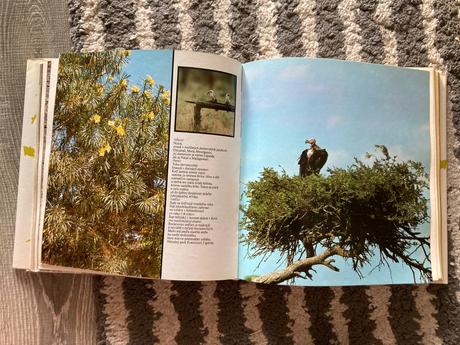 Lev nie je kráľom zvierat (1988),