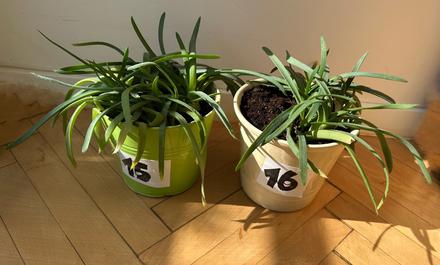 2 x aloe arborescens, 
