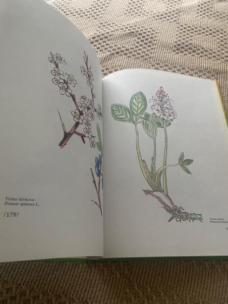 Zázrak menom fytoterapia liečivé byliny,