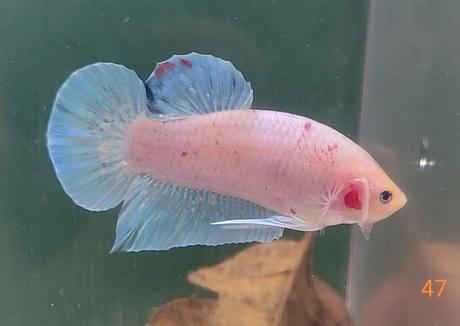 Bojovnice, samec, samica,