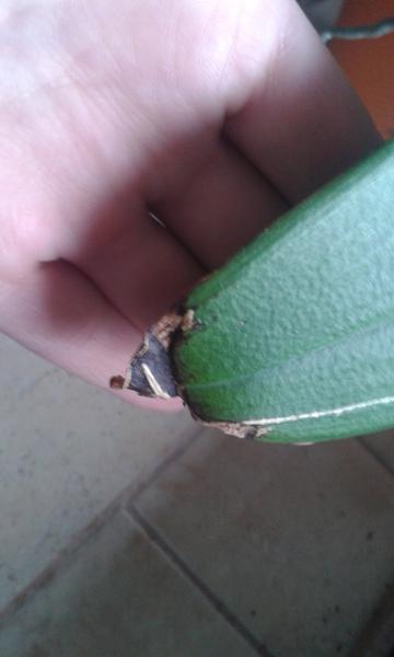 Orchidea - problémy s listami