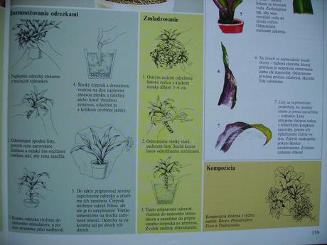 Reo / tradescantia- izbová rastlina mládniky,