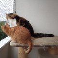 suseda vedla cisti na balkone sliepku do