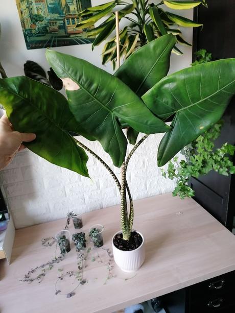 Izbové rastliny / kvety, 