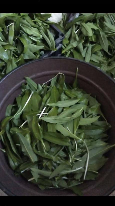 Pesto z medvedieho cesnaku doma vypestovaneho 2025,