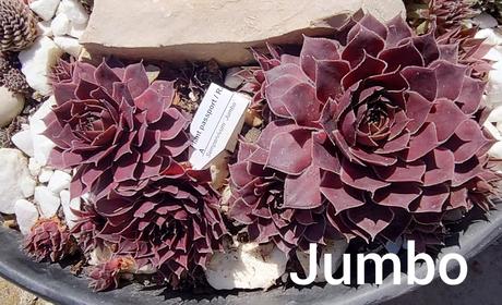 Sempervivum - skalná ruža, 