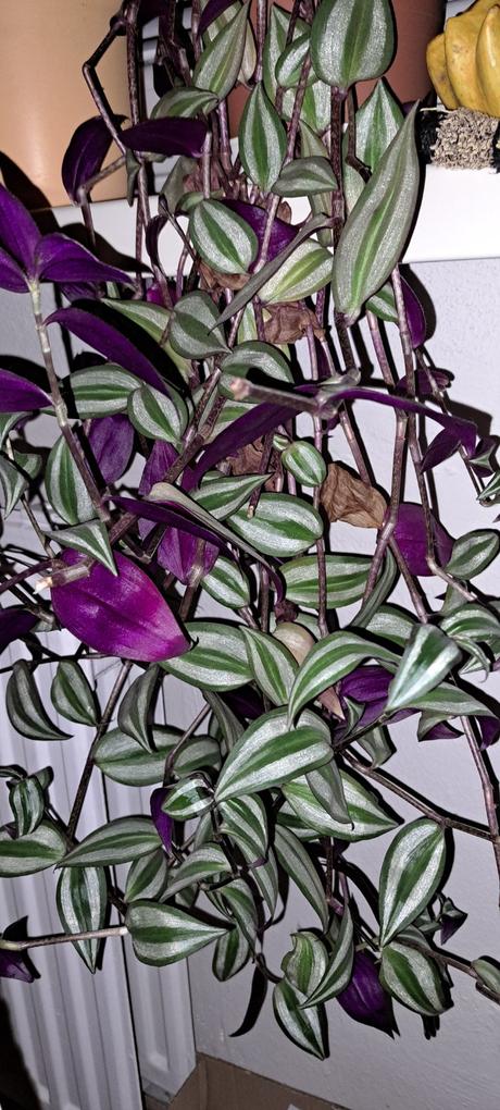Tradescantia, 