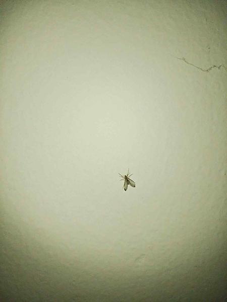 Štípance od malej mušky