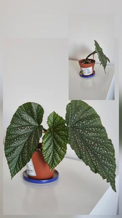 Izbová rastlina begónia koralová, 